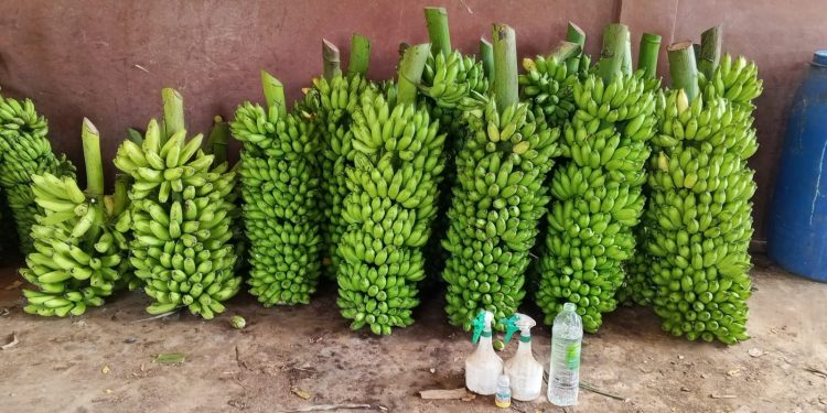 யாழில். மருந்து விசிறிய வாலைக்குழையை விற்பனை செய்ய முயன்றவருக்கு 06 மாத சிறை