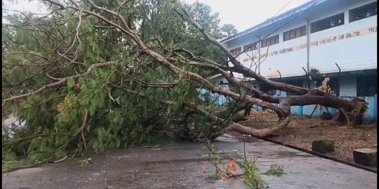 வவுனியா பூந்தோட்டம் வீதியில் மரம் வீழ்ந்து போக்குவரத்துத் தடை!