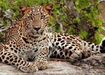 மன்னார் – மதவாச்சி பிரதான வீதியில்  சிறுத்தை புலிகள் நடமாட்டம்