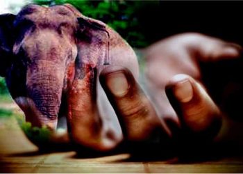 யானை தாக்குதலுக்கு இலக்காகி குடும்பஸ்தர் ஒருவர் பலி