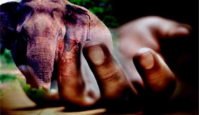யானை தாக்குதலுக்கு இலக்காகி குடும்பஸ்தர் ஒருவர் பலி