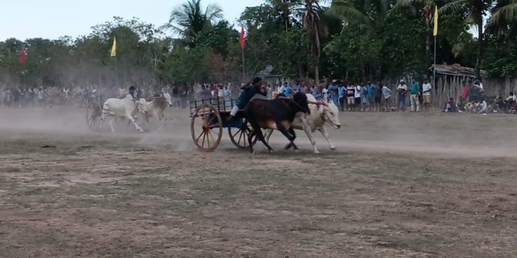 தமிழர்களின் பாரம்பரிய விளையாட்டுக்களில் ஒன்றான மாபெரும் மாட்டு வண்டி சவாரி