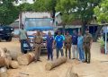 யாழில் மரக்குற்றிகளுடன்  ஒருவர் கைது