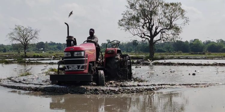 வவுனியாவில் 63,235 ஏக்கரில் பெரும்போக நெற்செய்கை!